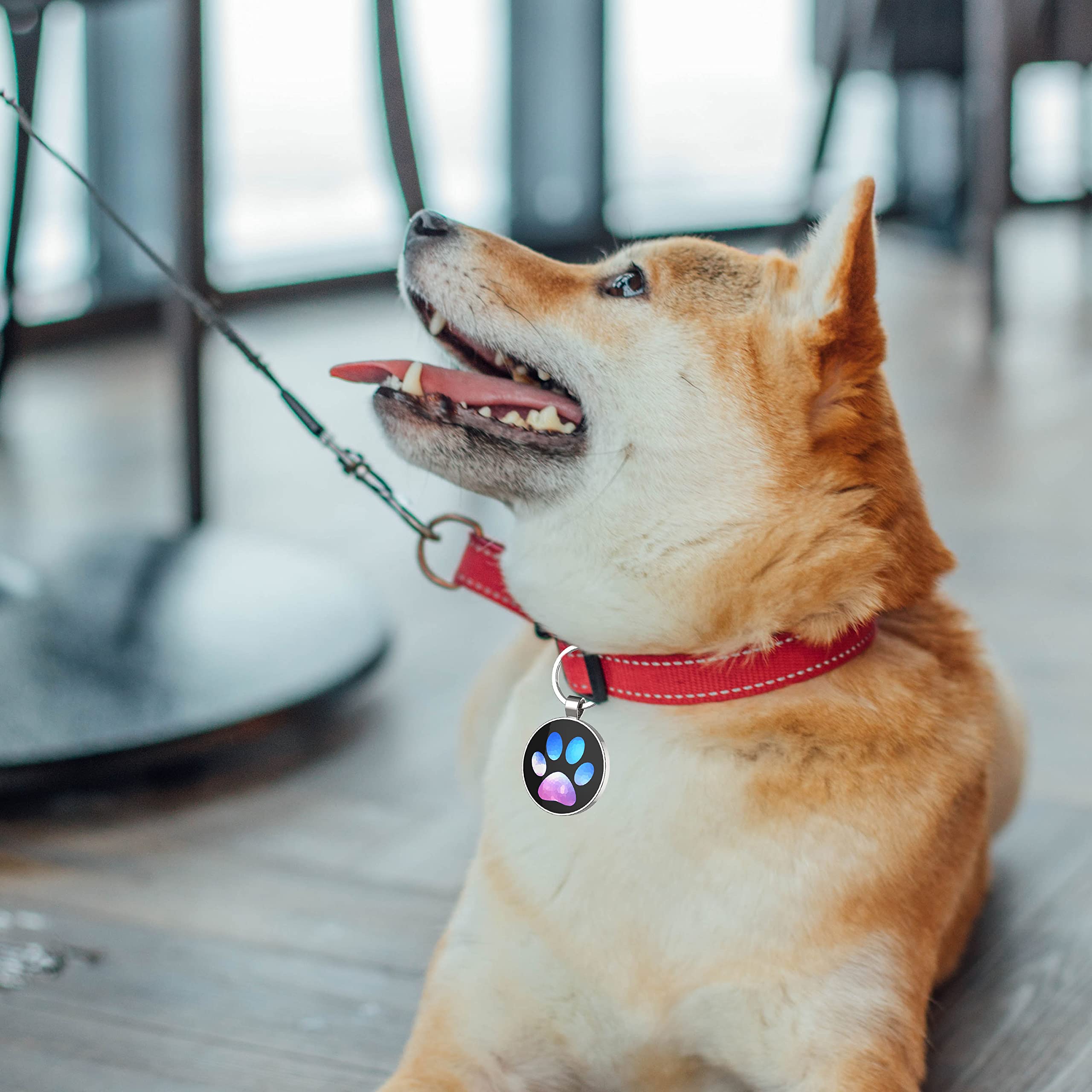 medaillon chien personnalisé，medaille pour chien， Médaille d'identification personnalisable pour animal de compagnie - Affichage d'informations unique - Modifiable