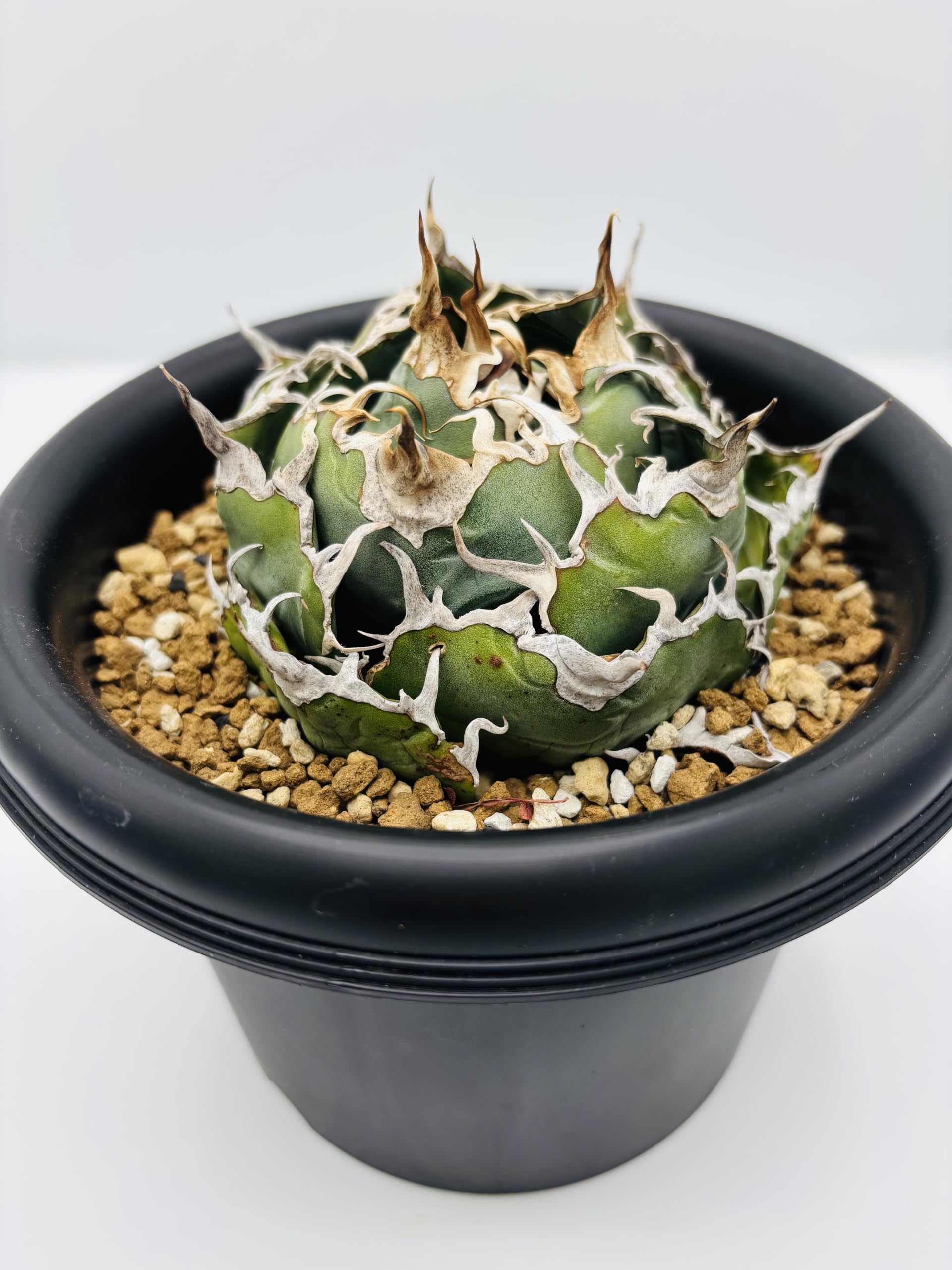 Amazon|アガベ チタノタ 白鯨 (ハクゲイ)/ Agave titanota Amazon|アガベ チタノタ 白鯨 (ハクゲイ)/ Agave titanota