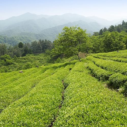 Miniatura 9 de Surasang Té verde coreano, té verde simple y clásico, 100 bolsitas de té