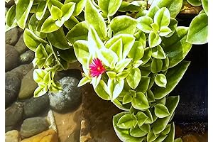 Mountain Rose Sun Rose Succulent