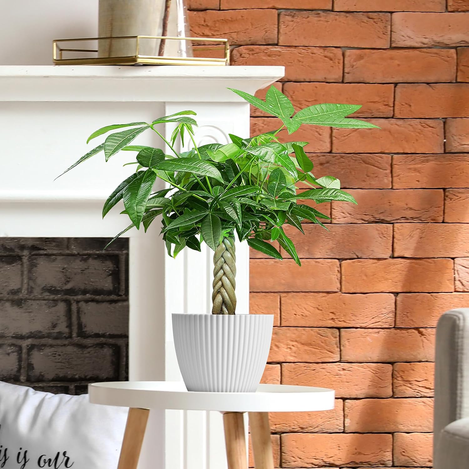 Live Plants Money Tree in 4" White Plastic Pot, Easy to Grow Houseplant, Indoor Bonsai, Home Office Decor, Birthday Housewarming Gift