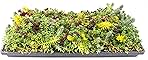 Sedum Succulent Plants Ground Cover, Live Succulents Plants Live Plants, Plant Tray of Outdoor Plants for Landscaping, Fairy Garden Accessories, Plant Wall Decor and Succulent Soil by Plants for Pets