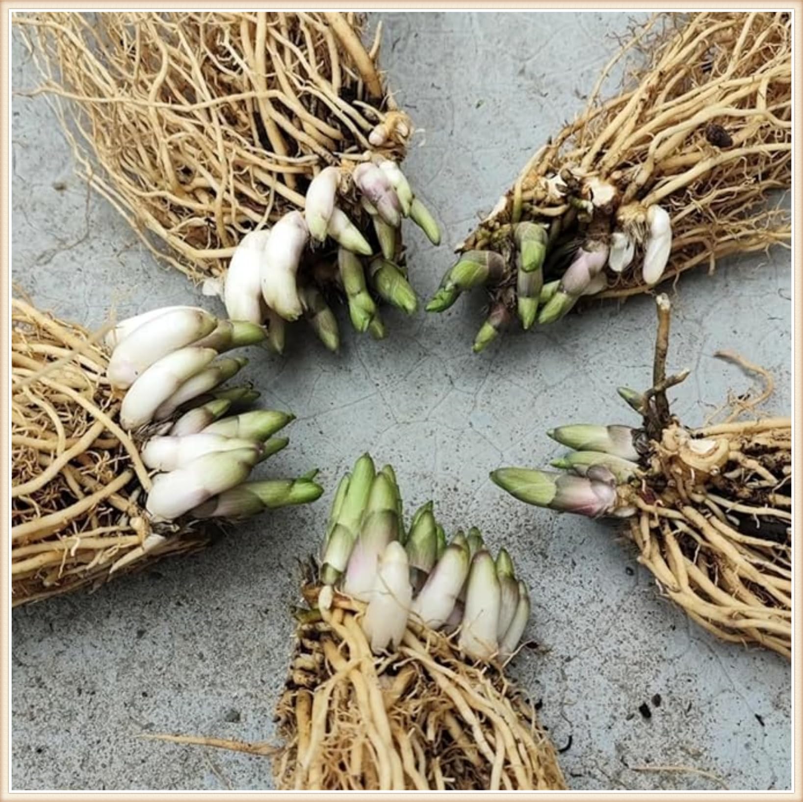 Bulbi di hosta,Radici selezionate di hosta in vaso,Resistenti al freddo e all'ombra,Miste,Onvient pour le printemps et l'automne.-4Rizoma-I