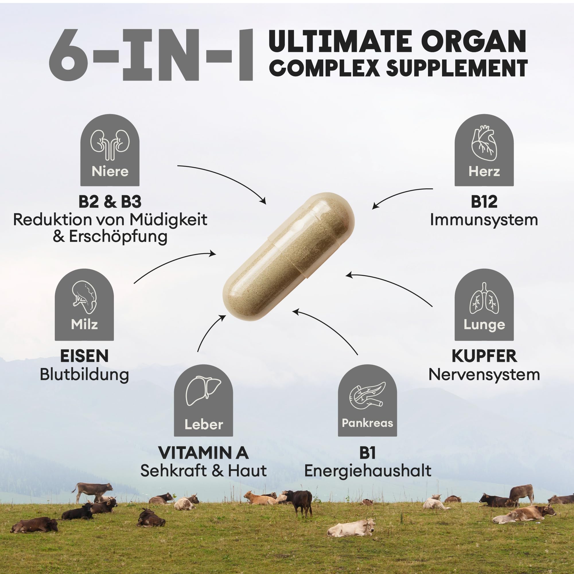 Cápsulas de hígado de res Nutriest (240 cápsulas) complejo de órganos de res 6 en 1 Carne de res orgánica europea alimentada con pasto 100% criada en pastura - Para energía, inmunológico y vitalidad