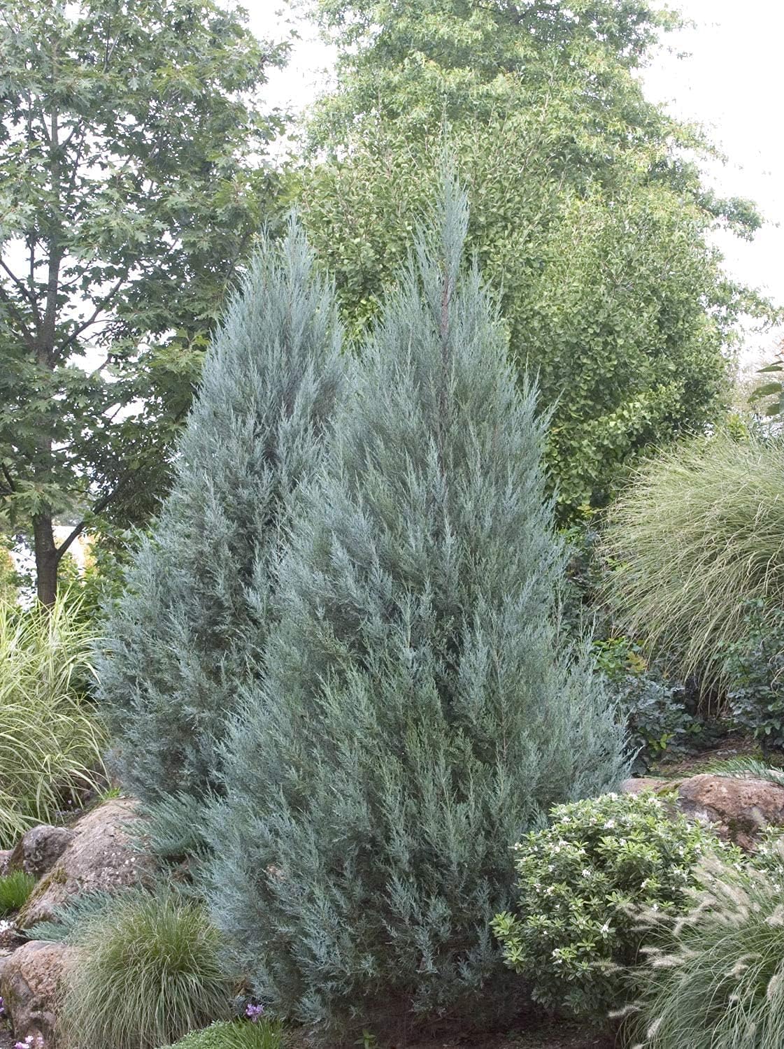 Moonglow Juniper Juniperus Scopulorum | 1 Large 4 Inch Pot | Drought Tolerant Cold Hardy Evergreen Screening Tree
