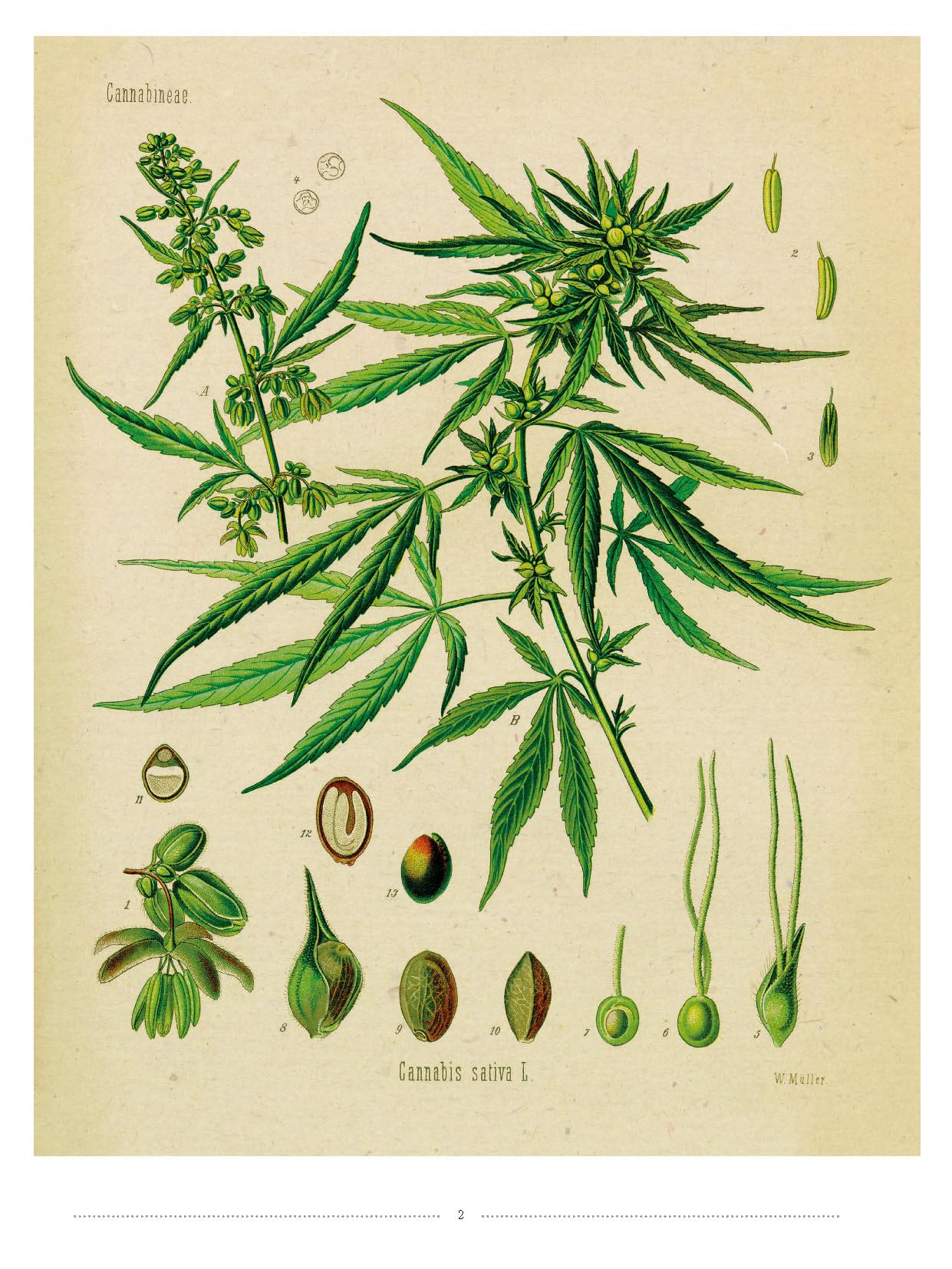 Chanvre et cannabis: Tous les savoirs, toutes les histoires, tous les pouvoirs, tous les espoirs