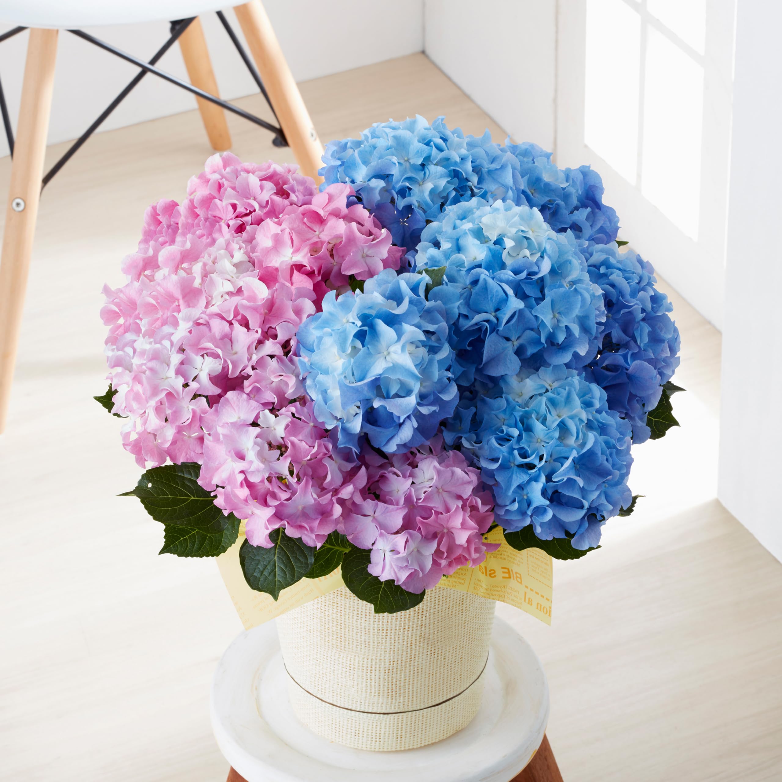 Amazon.co.jp: Mother's Day Gift, 2024 New! Hydrangea, Crazy
