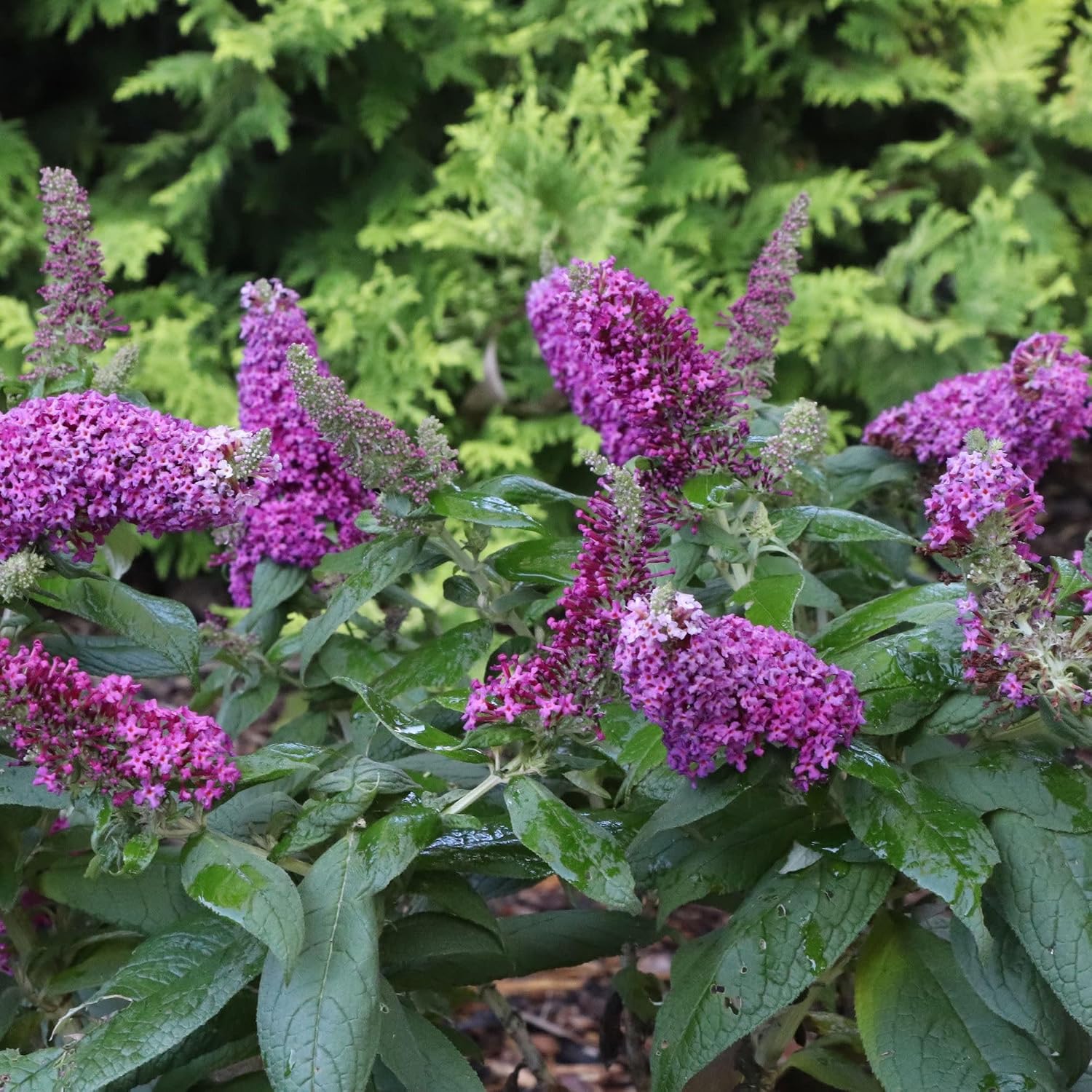 Proven Winners Pugster Pico Punch Butterfly Bush (Buddleia x) Live Plant, 4.5" Qt