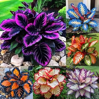 Hardy Perennial Best Decoration Rare Hosta Easy to Grow 8 Onions B