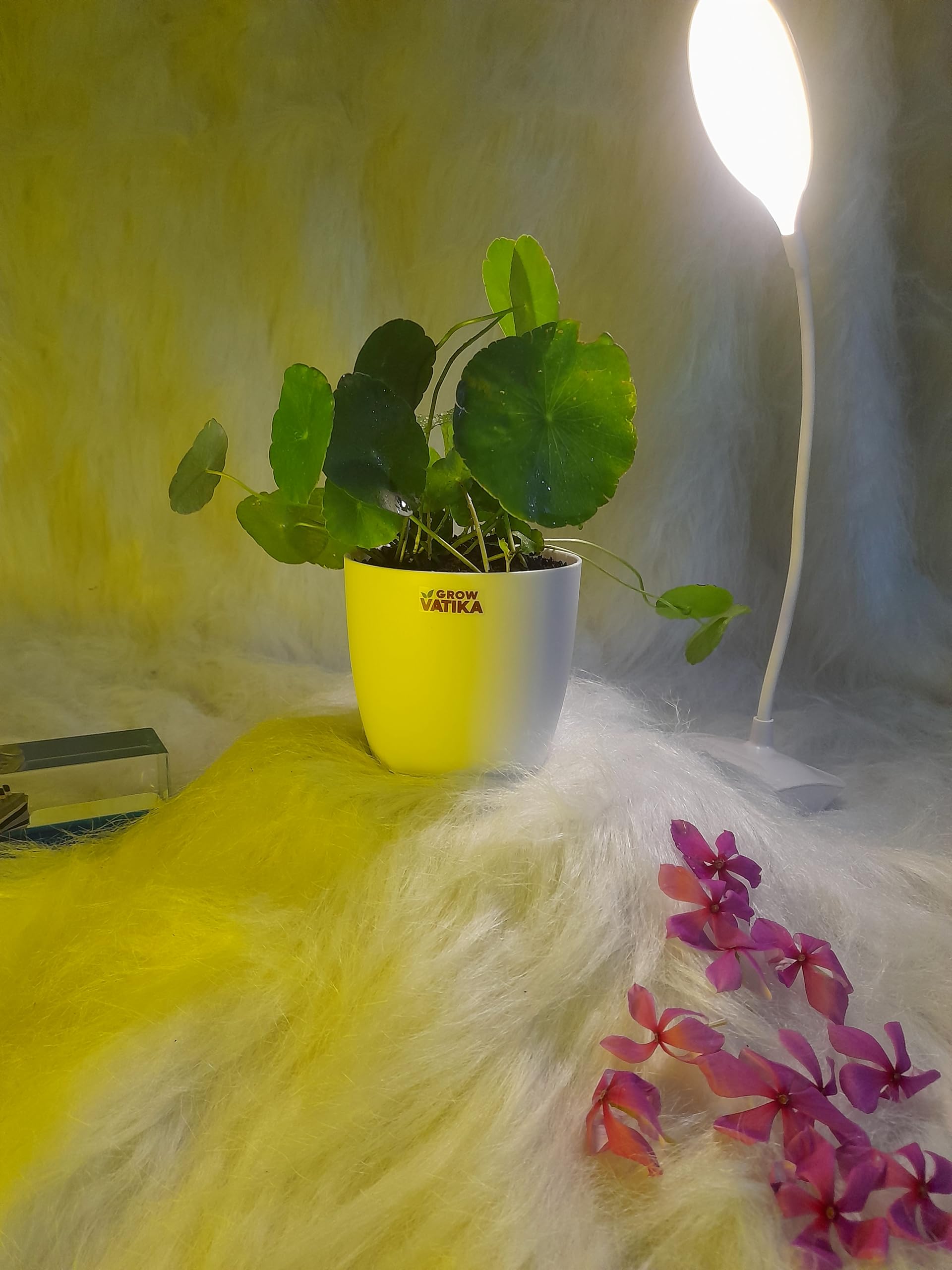 See full amazon price history chart for Grow Vatika Pilea Peperomioides/Chinies Money Plant With Unique Pot | Air Purifier | Good Luck | Wealth Grow Vatika Pilea Peperomioides/Chinies Money Plant With Unique Pot | Air Purifier | Good Luck | Wealth (B0D8Q9X5R3) Amazon Price History, Amazon Price Tracker