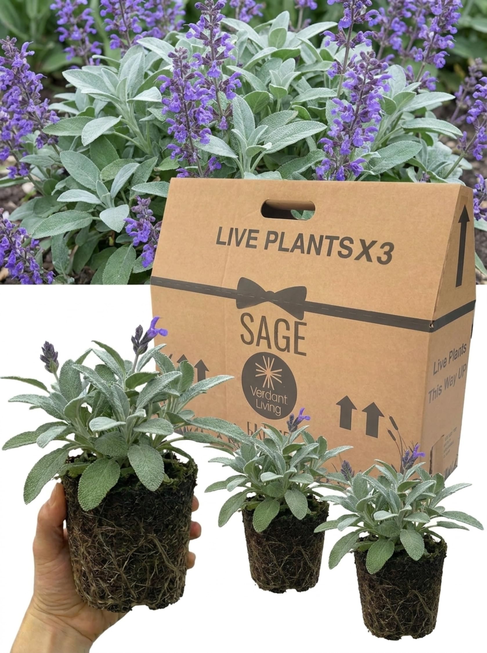 Sage Bergarten Plants in 1Ltr Pot – Pack of 6 Live Herb, Salvia Officinalis Bergarten, Hardy Perennial for Cooking, Kitchen & Garden – Aromatic Culinary, Bee Friendly, UK Grown