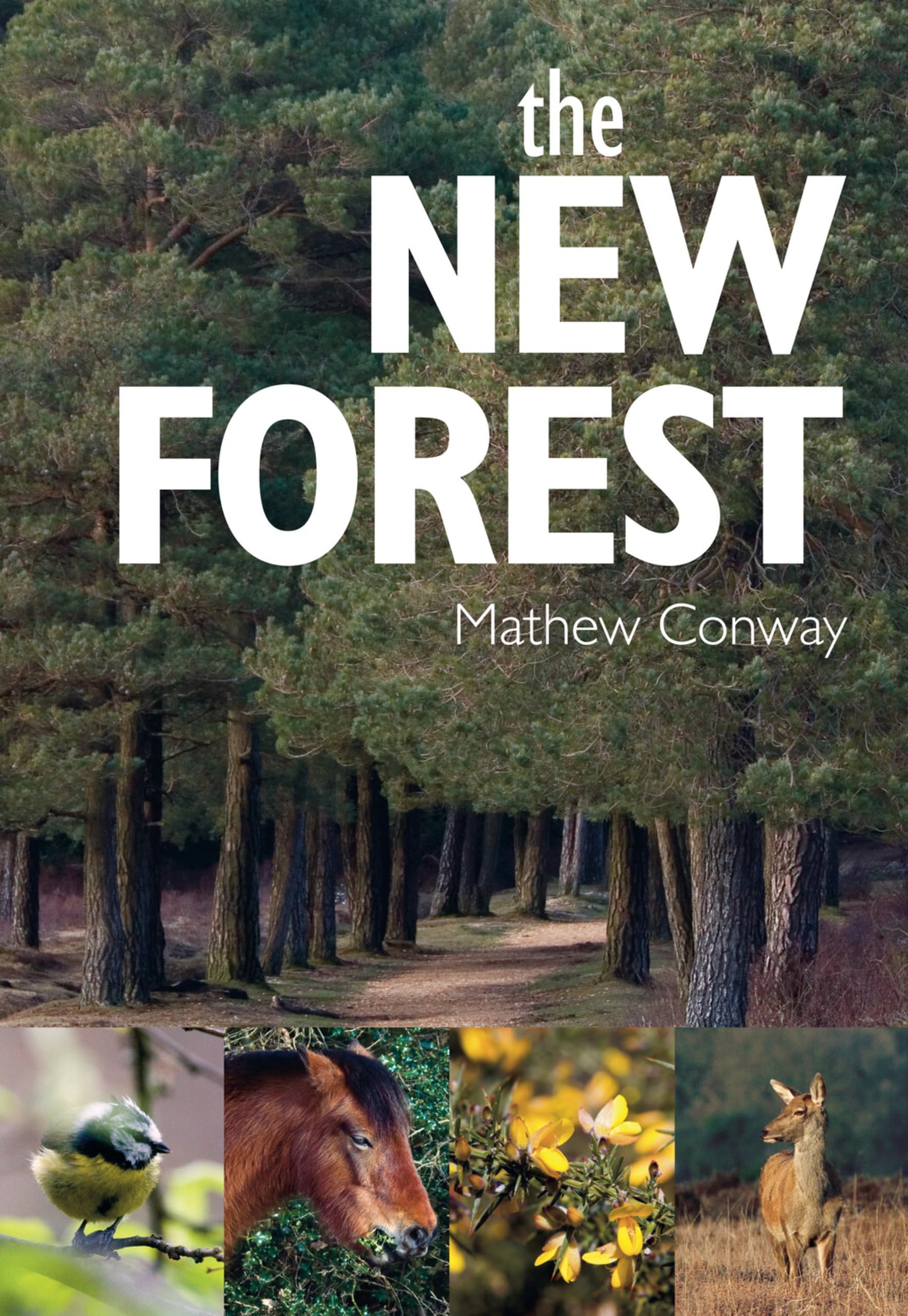 The New Forest-Matthew Conway