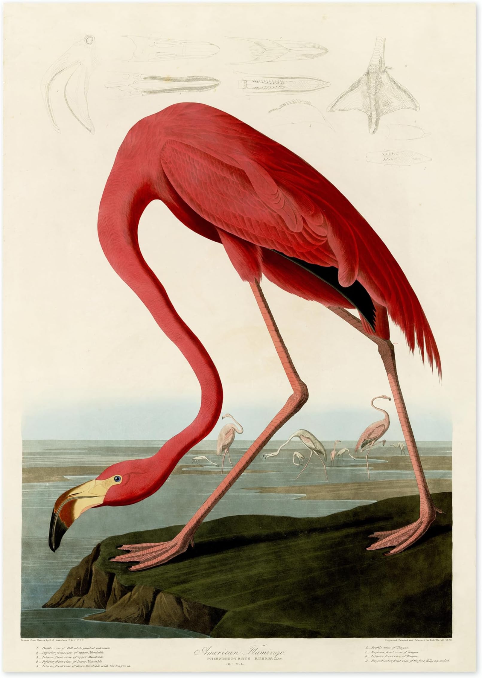 American Flamingo Poster John James Audubon Vintage Bird Illustration Antique Print Ornithology Art, Archival Matte, A4 (Print Only) - 29.7x21cm