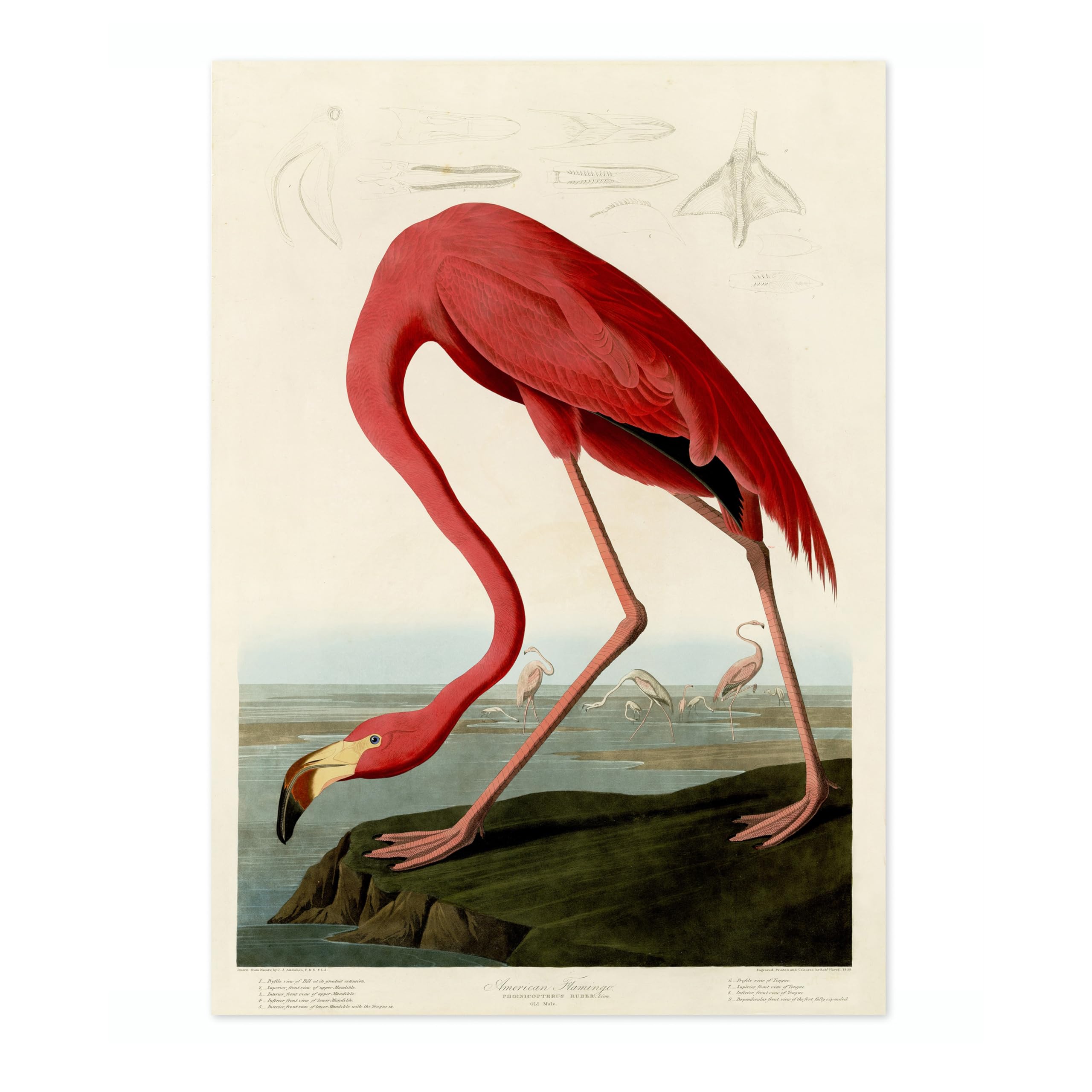 American Flamingo Poster John James Audubon Vintage Bird Illustration Antique Print Ornithology Art, Archival Matte
