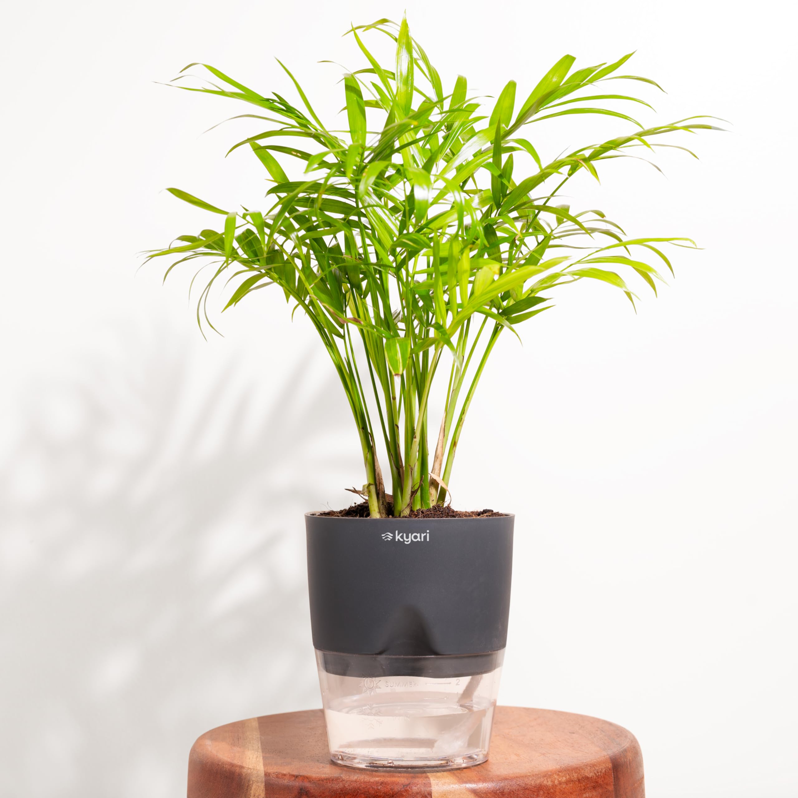 Bamboo Palm (Chamaedorea Palm) Air Purifier Live Plant with Grey Self Watering Pot - Small 4 Inch