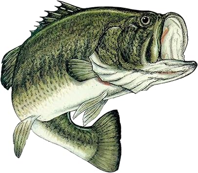 Large Fishing Bass Fish Sticker Decal Fishing Bumper Sticker Fish Auto Decal Car Truck Boat RV Real Life Pole Tackle Box Fisherman 8 Inch