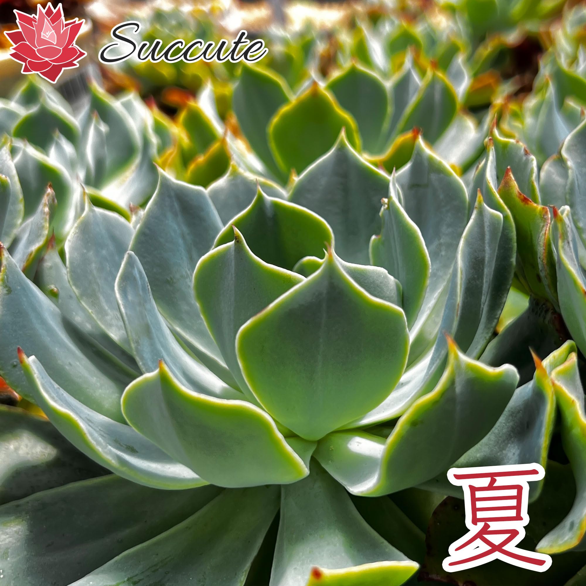 Amazon.co.jp: 【Succute】エケベリア 多肉植物 発根済み抜き苗