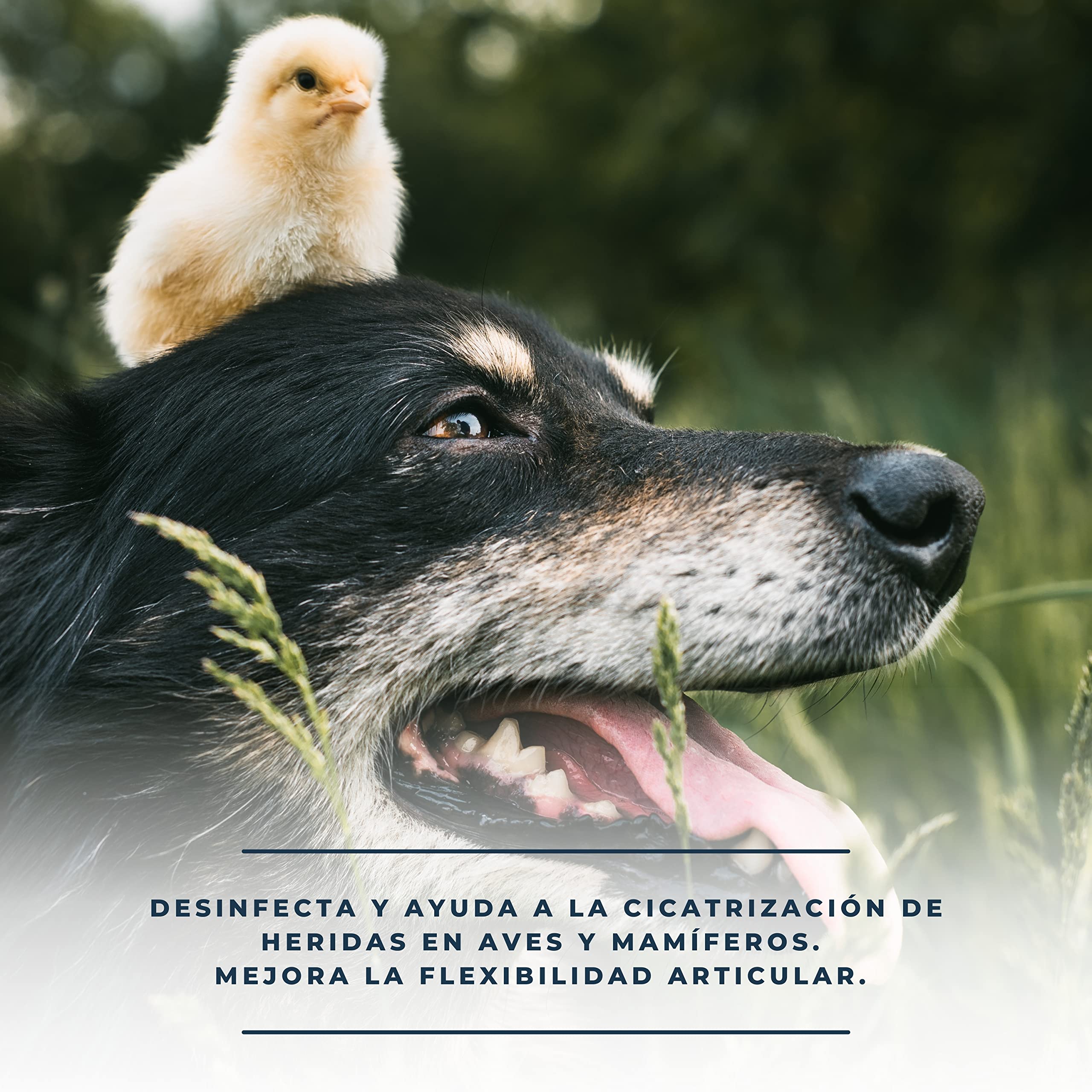 FINCA CASAREJO DesinfSpray - Spray 100% Natural para Las heridas de los Animales - Cura heridas en mamíferos y Aves - Mejora la Movilidad de Las articulaciones - Olor Agradable - 200ml
