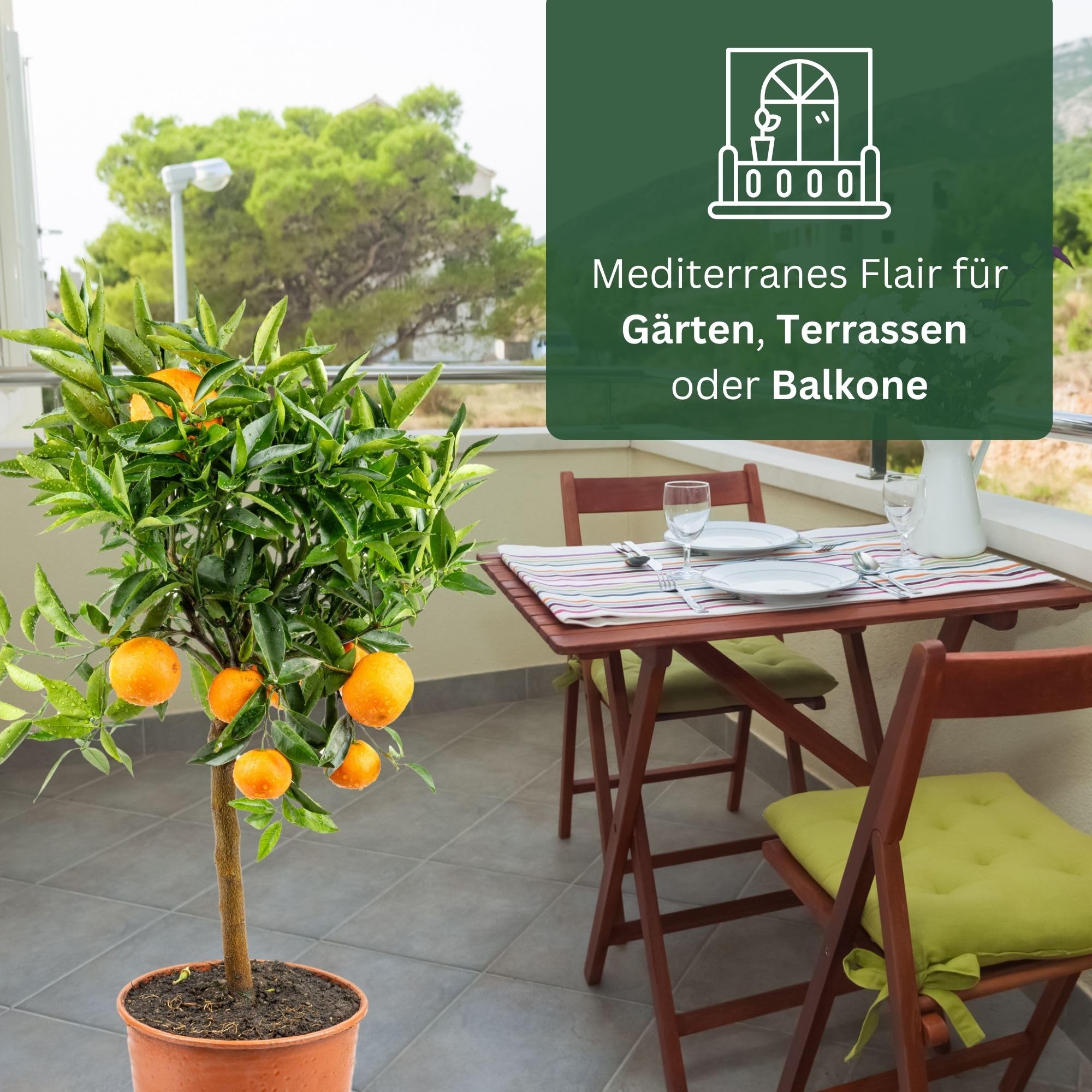 Meine Orangerie Clementinenbaum - süße Clementine - echter Citrusbaum - fruchtreifes Bäumchen für Garten, Balkon oder Terrasse (Topf Ø 22cm)