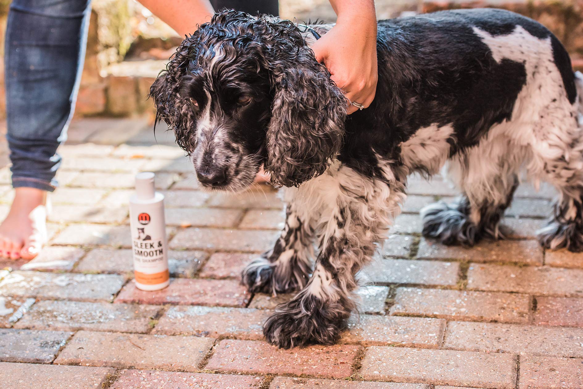 Mikki Shampooing de Toilettage pour Chien Qui Mue Parfum Mangue Douce 250 ml