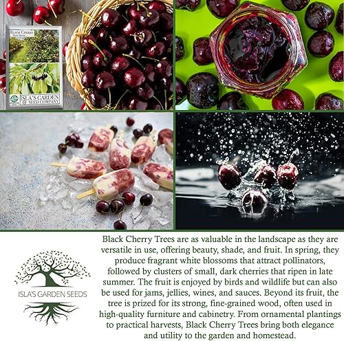 Miniatura 6 de Semillas de cerezo negro (Prunus serotina, cereza negra silvestre) – Más de 25 semillas sin OMG y reliquia, flores fragantes y frutas comestibles,