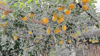 شتلة داليا شجرة ليمون مطعمة