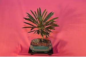 MADAGASCAR PALM - 6 Year Old Cypress Bonsai Tree with Flowers