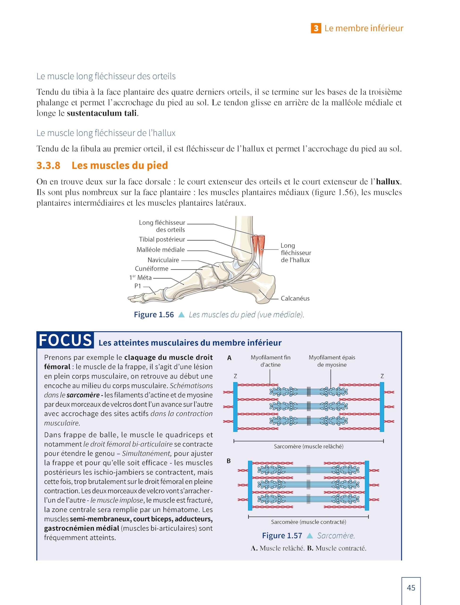 Licence STAPS : Anatomie, physiologie, biomécanique, neurosciences du sport et entraînement