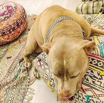 ピットブル Amazon.co.jp: Mandala Life ART ボヘミアンコットンラグ