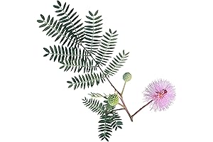 RDR Seeds Mimosa Pudica Seeds: The Sensitive Plant Experience