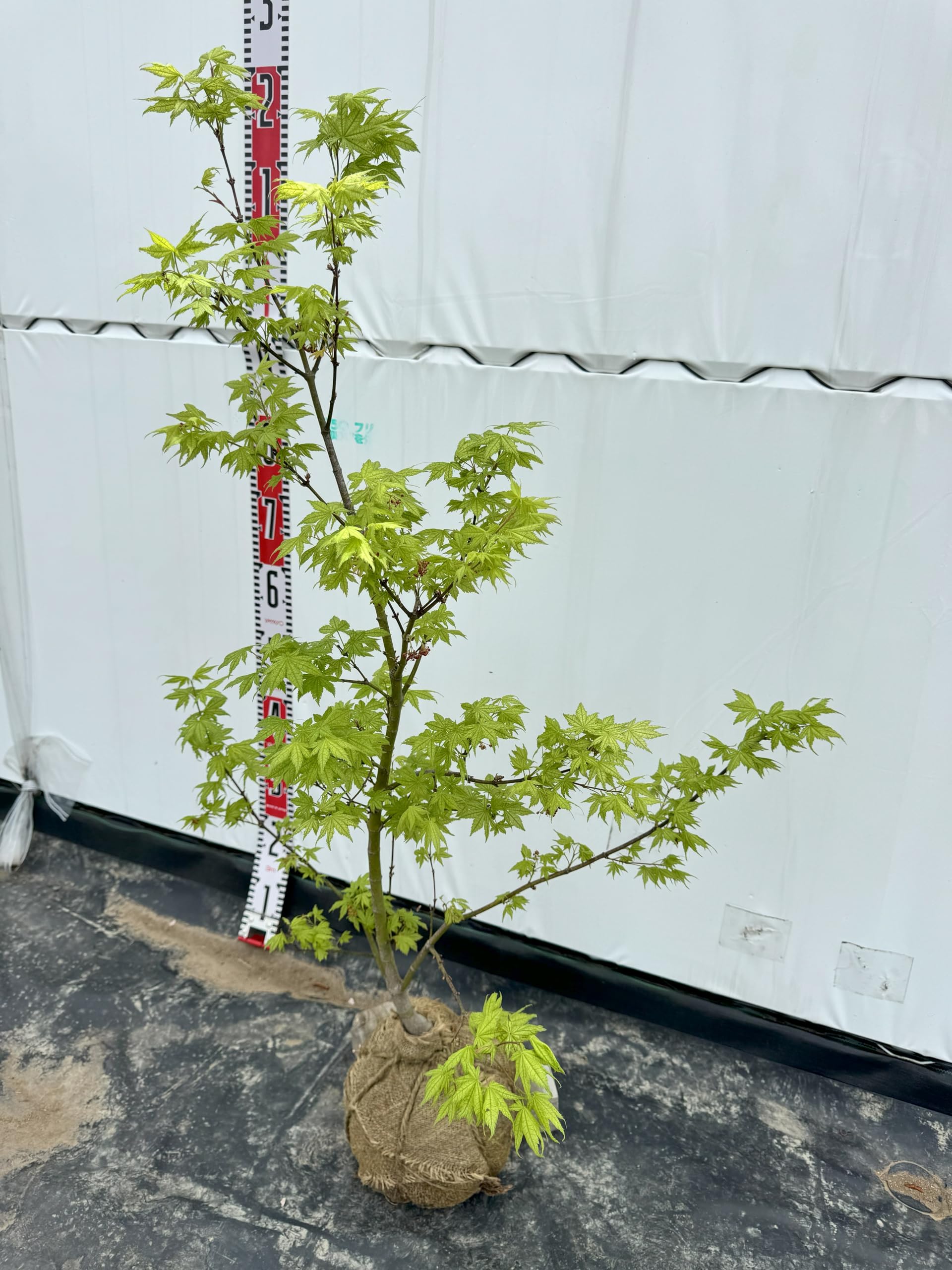 Amazon.co.jp: 『植木/庭木/苗木』紅葉(モミジ)鴫立沢（シギタツサワ