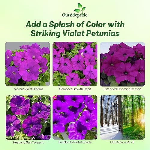Miniatura 2 de Outsidepride 250 semillas anuales de Petunia Multiflora Violet Flower Seeds para plantar