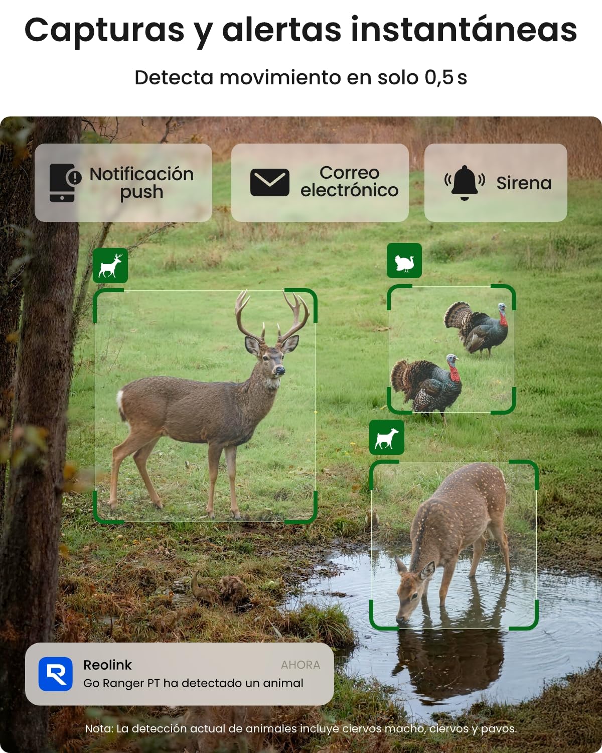 Reolink 4K 3G/4G Camara Vigilancia Exterior Tarjeta SIM Batería Recargable | Visión Nocturna IR sin Resplandor, Detección de AI, Reconocimiento de Animales, Go Ranger PT+Panel Solar 6W+Tarjeta SD 32 GB