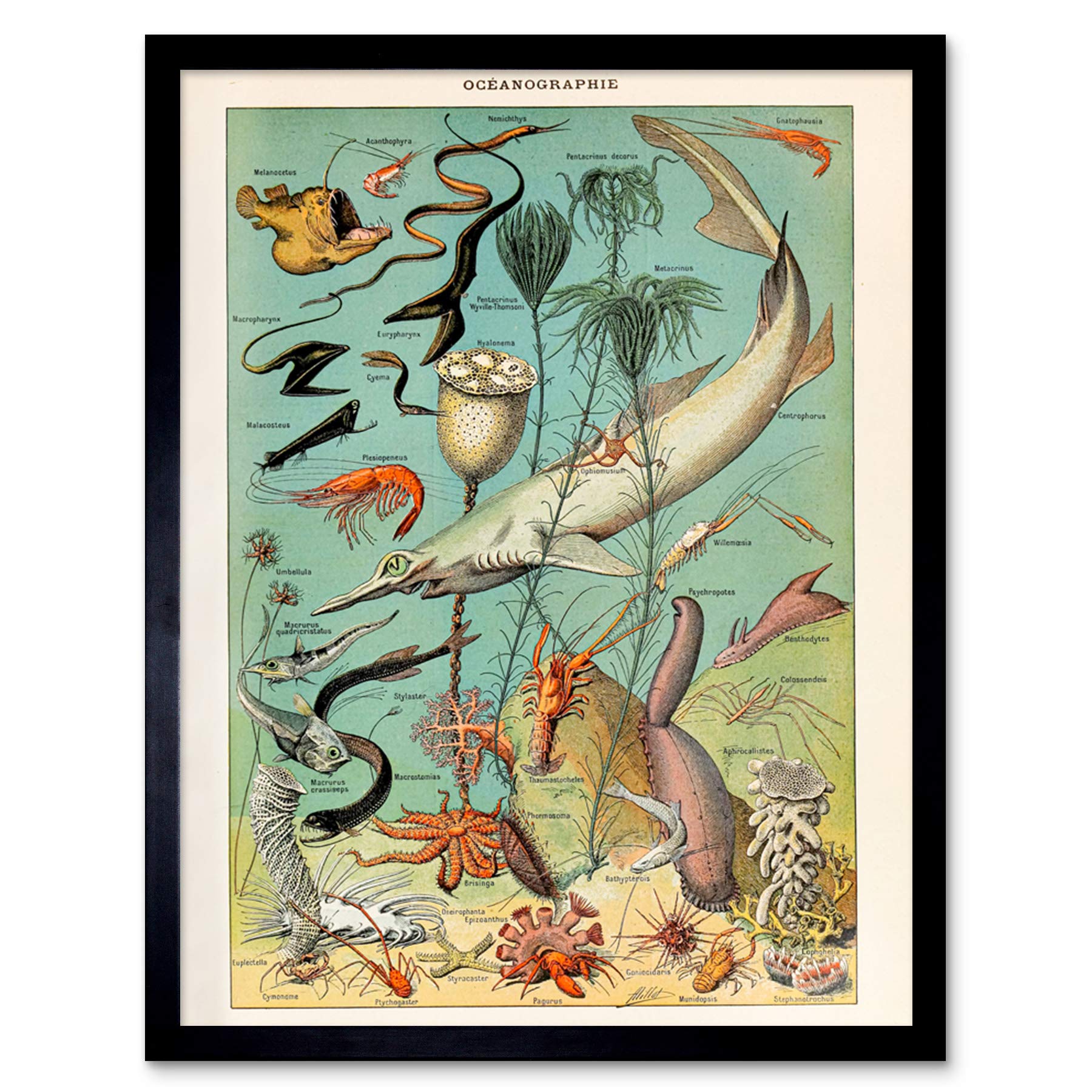 Artery8 Millot Encyclopedia Page Ocean Fish Shark Art Print Framed Poster Wall Decor 12x16 inch
