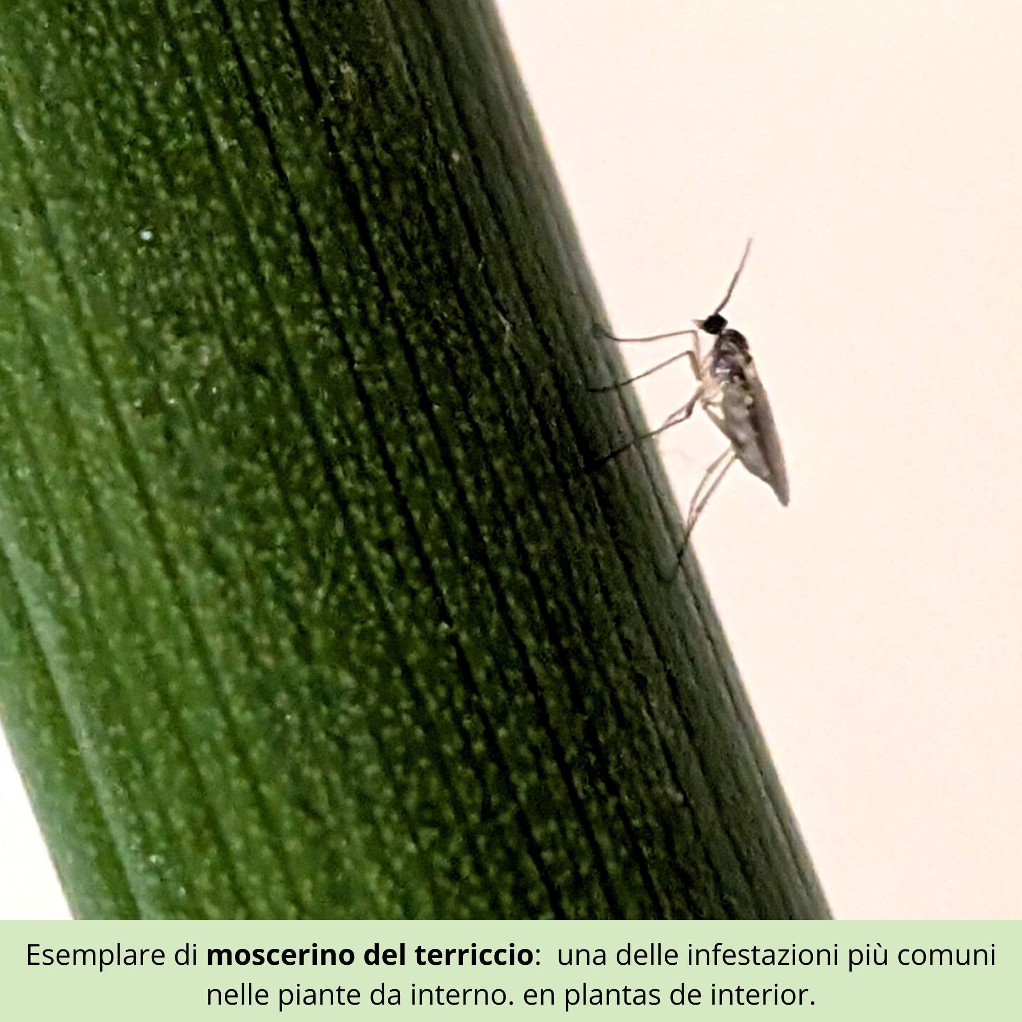 Nematodi contro i Moscerini del Terriccio + Trappole Gialle Adesive – Trattamento contro Moscerini delle Piante, Gli Sciaridi, Mosche del Terriccio per Piante da Intern (3M Nematodi + 10 Trappole)