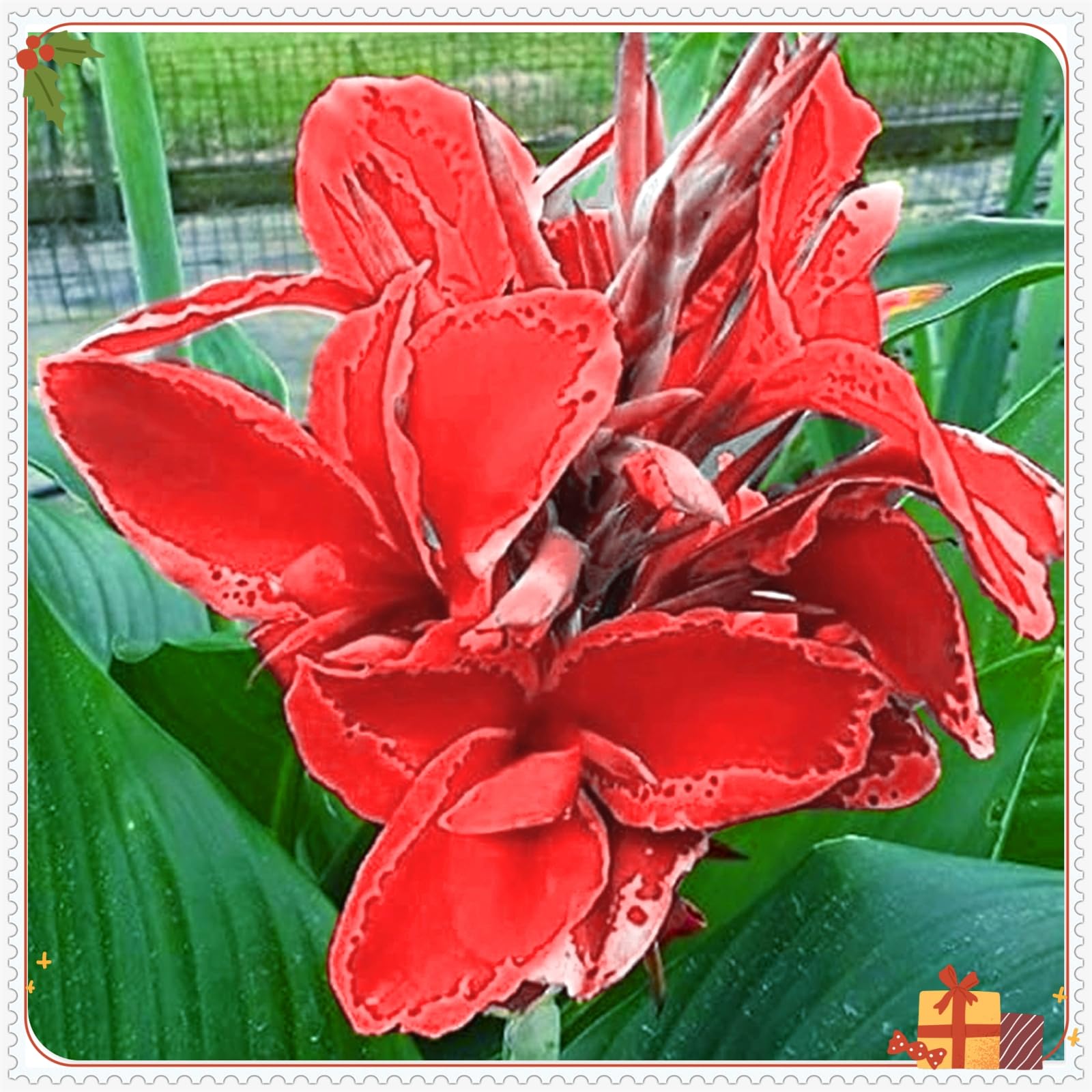 Perennial,Giant Canna Lily Bulbs, Hardy, Professional for Beautiful Garden Displays-3 Bulbs-H