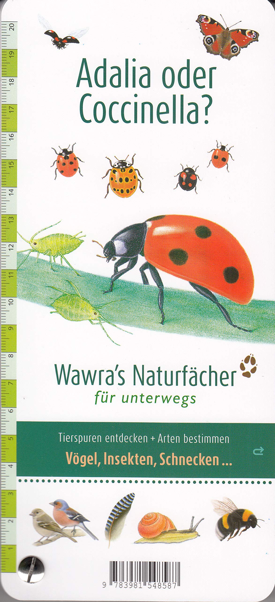 Wer hat am Zapfen gezupft? - Wawra´s Naturfächer - Tierspuren entdecken & Arten bestimmen - Säugetiere - Reptilien - Amphibien - Vögel - Insekten u.v.m. - Fächer mit 22 Tafeln - 10 cm x 22 cm