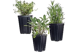 Fragrant Herb Plant Collection: 3 Live Herbs for Your Kitchen Garden