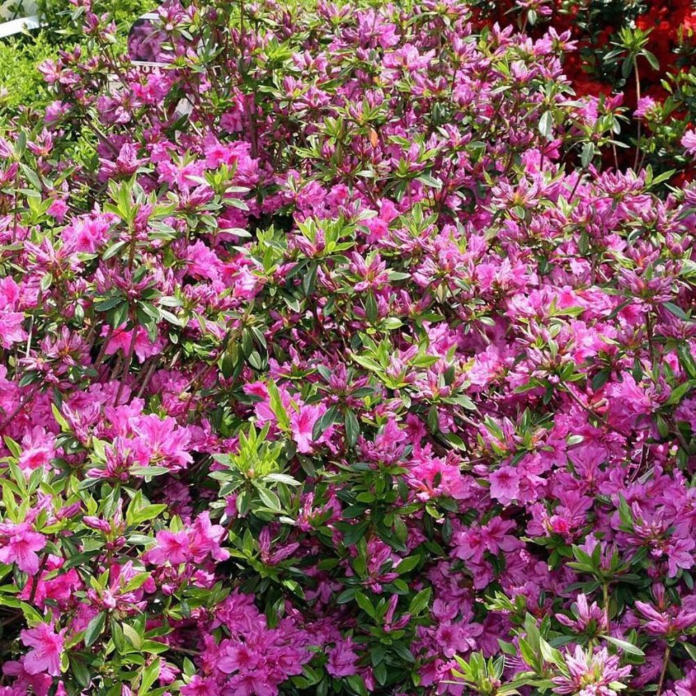 Amazon.com : Azalea Karen, 3 Gallon, Live Hardy Evergreen Shrub
