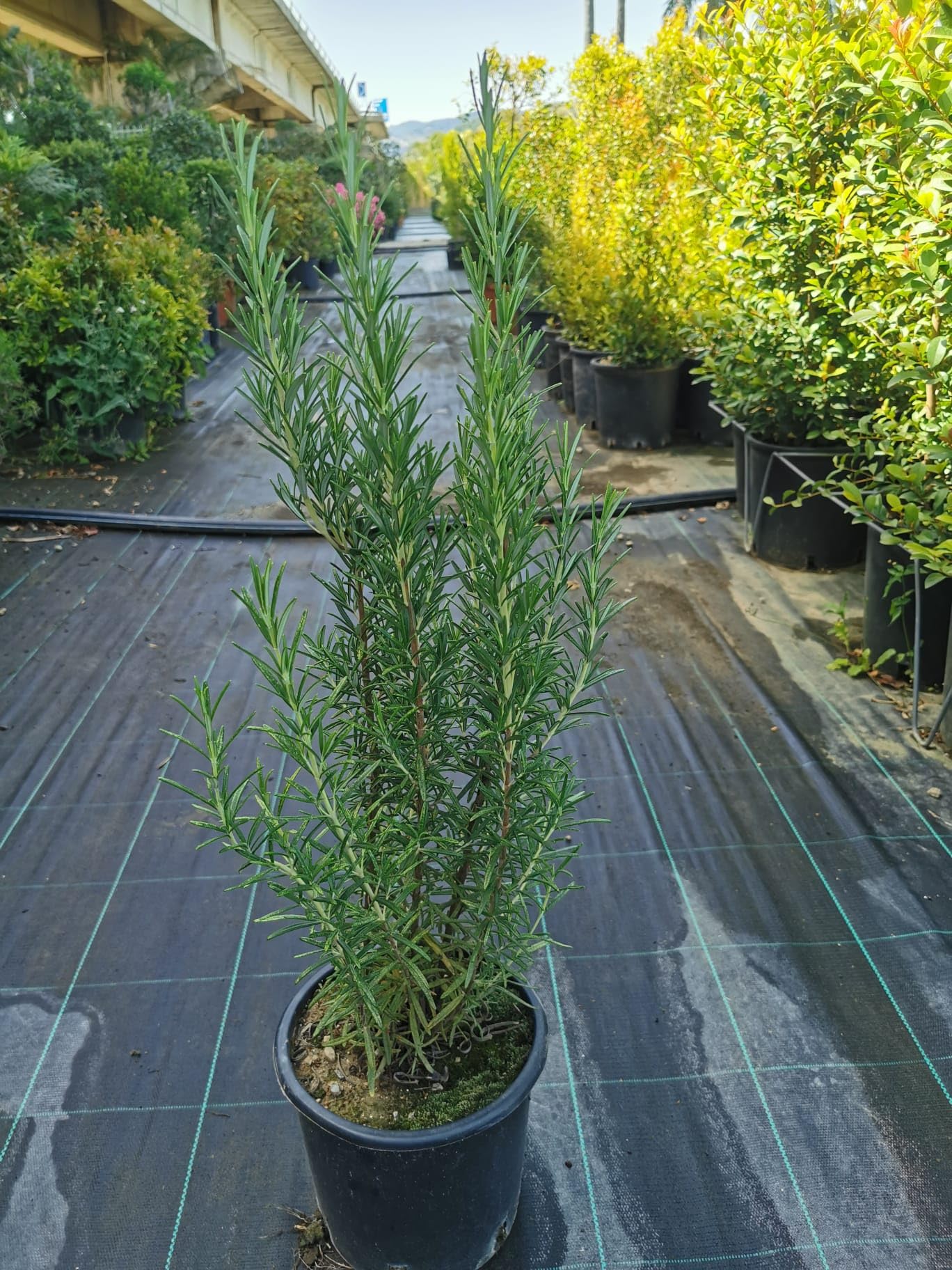 2 Piante di Rosmarino Eretto, piante aromatiche