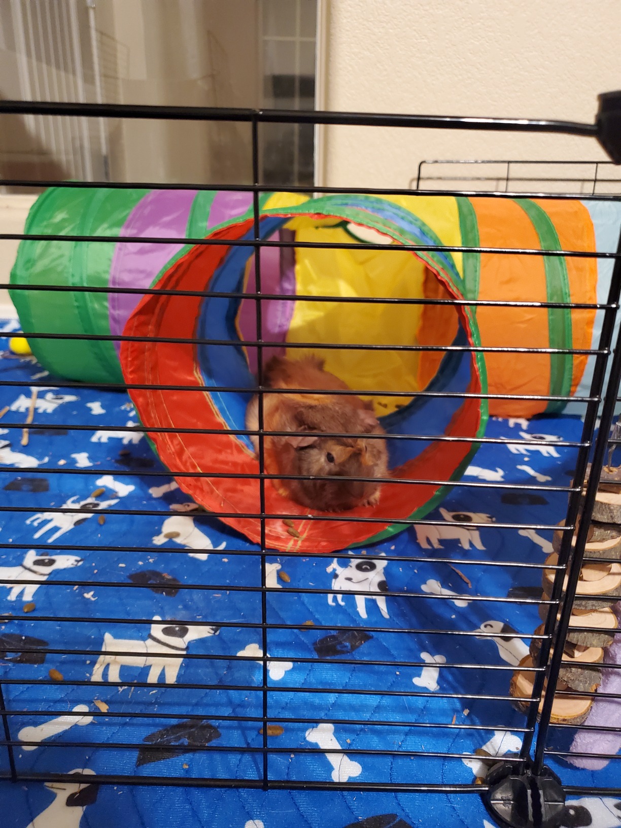 Small Animal Activity Tubes Collapsible Rabbit Tunnel & Hideout - 3-Way ...