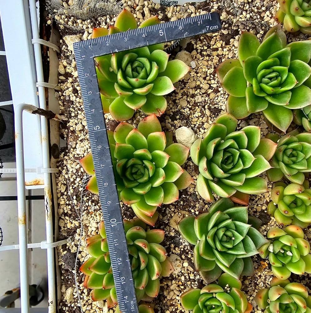 Amazon.co.jp: 赤多肉韓国苗 エケベリア ミモザ 多肉植物 抜き苗