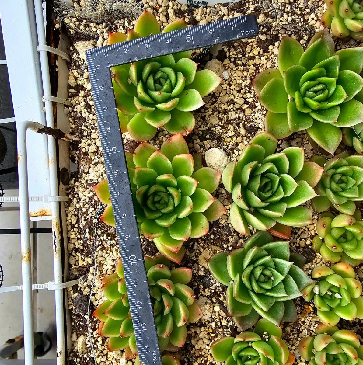 Amazon.co.jp: 赤多肉韓国苗 エケベリア ミモザ 多肉植物 抜き苗