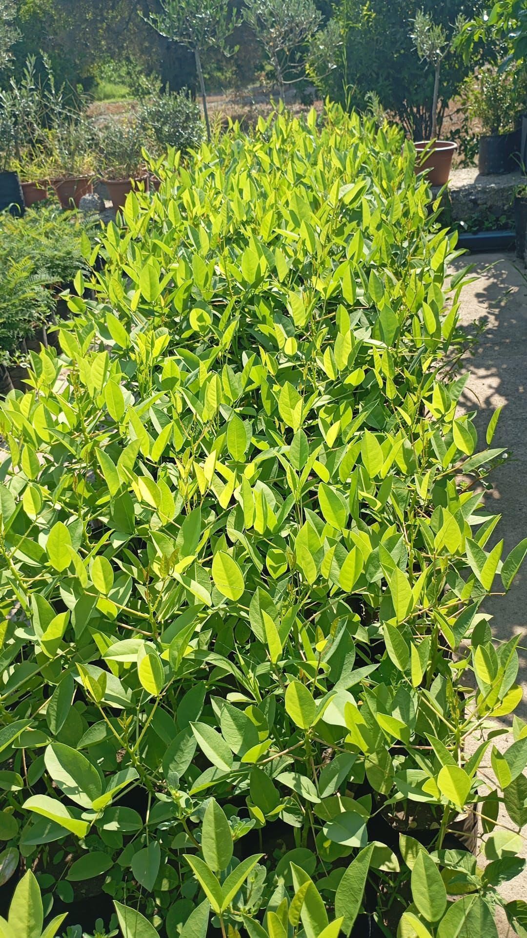 Astone di Erythrina Crista-Galli, Albero del Corallo, Alberatura fiorita altezza 60-70cm