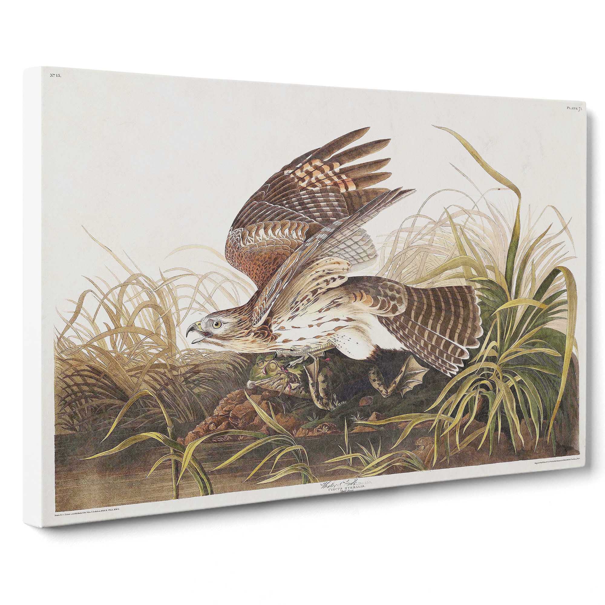 Winter Hawk By John James Audubon Canvas Print, Mixed, 25L x 50W cm