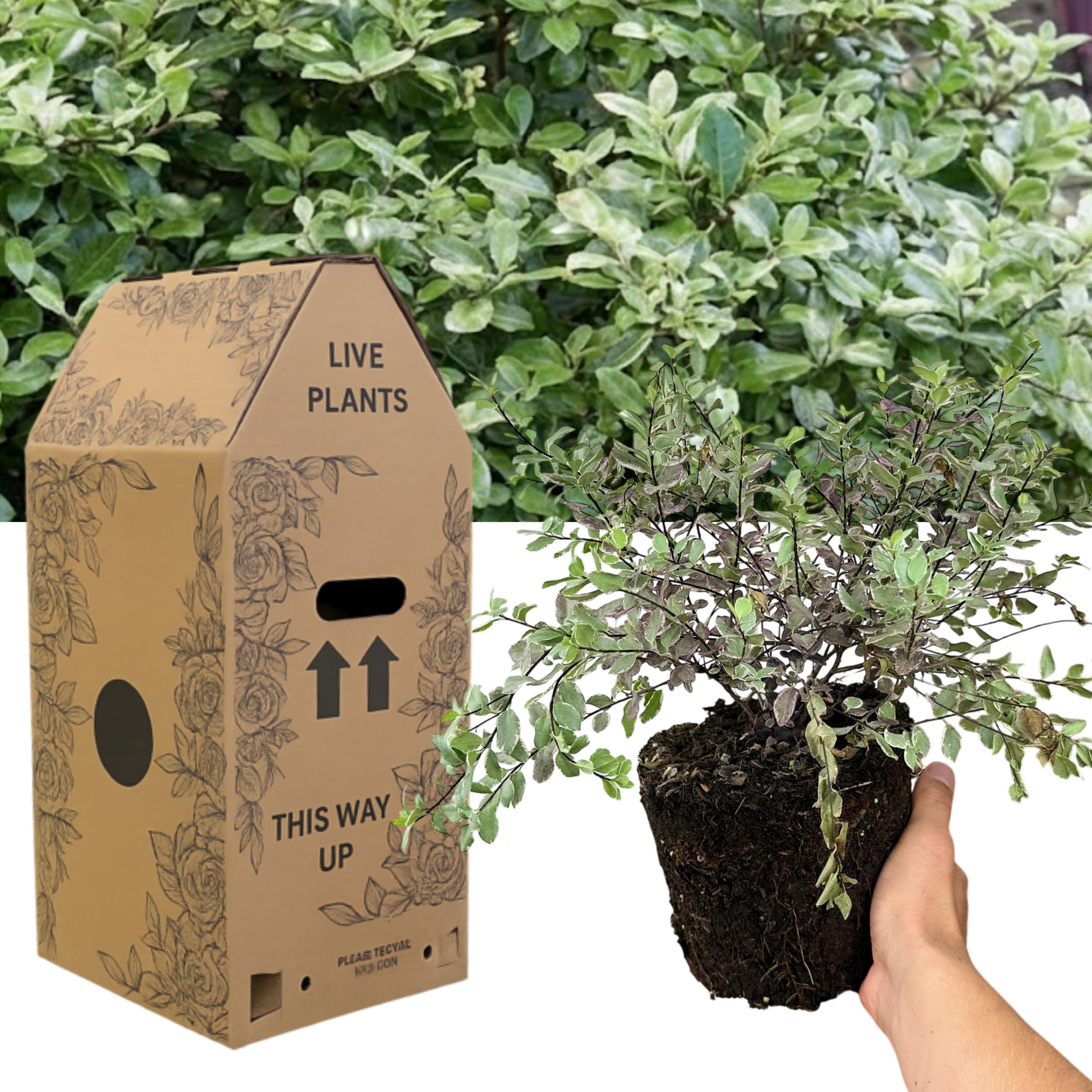 Verdant Living Pittosporum Pom Pom – Sculpted Evergreen Shrub 19cm / 3L Pot – Hardy, Compact Garden Plant with Rounded Pom-Pom Form for Borders, Pots & Architectural Interest