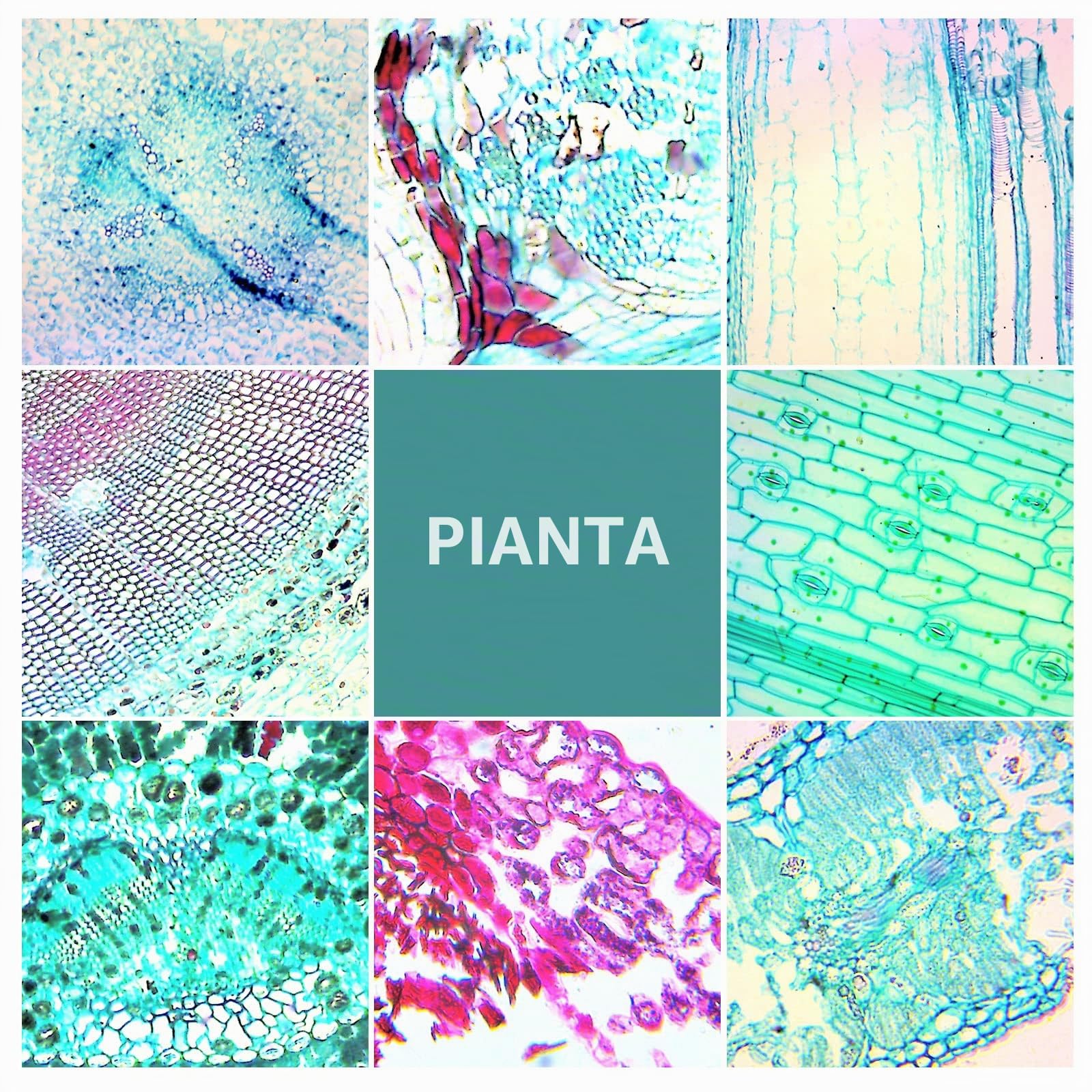 100 Vetrini per Microscopio Preparati, Vetrini Microscopio con Insetti Piante Tessuti Umani per Bambini Studenti l'apprendimento