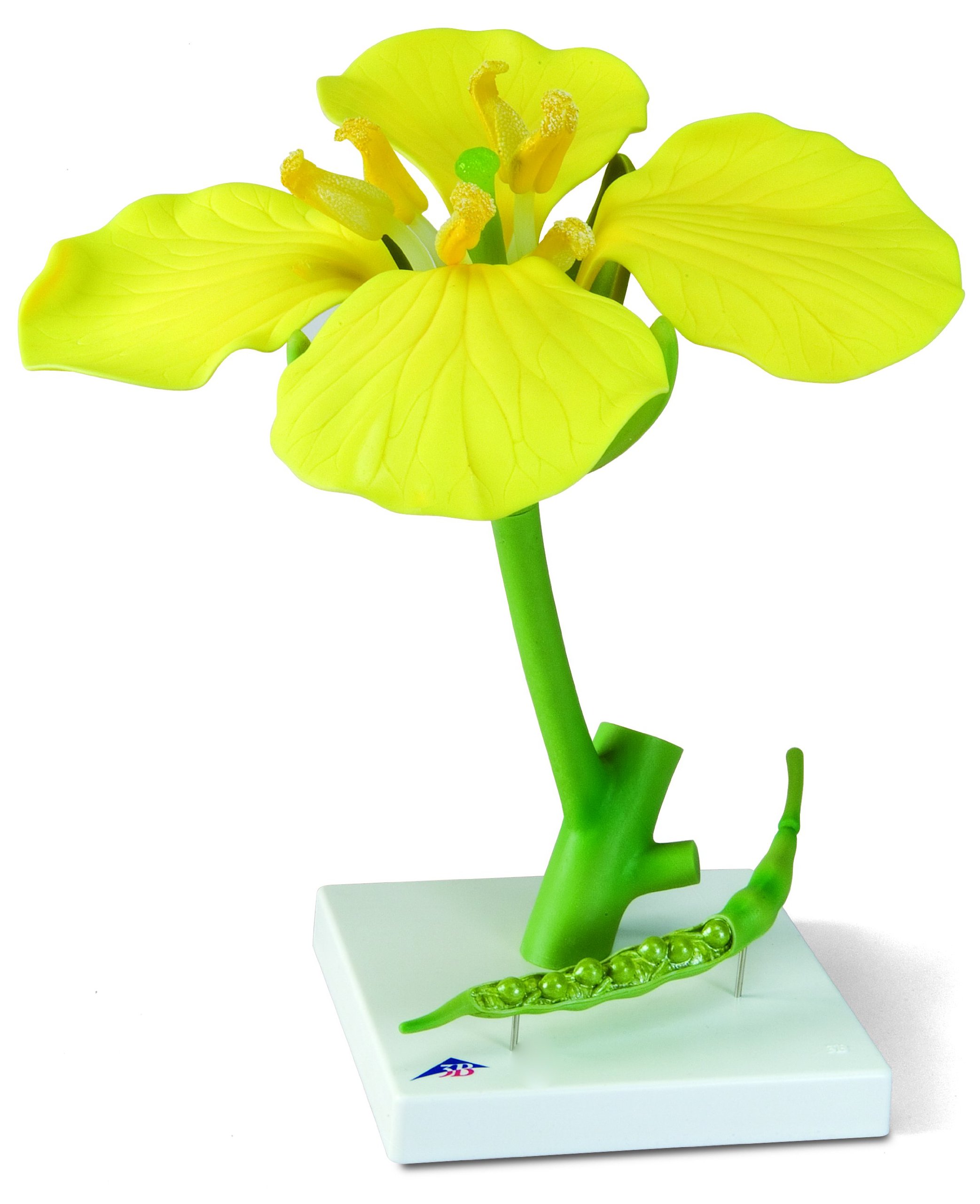 3B Scientific T21020 Canola (Brassica Napus SSP. Oleifera), 7.1" x 7.1" x 14.2"