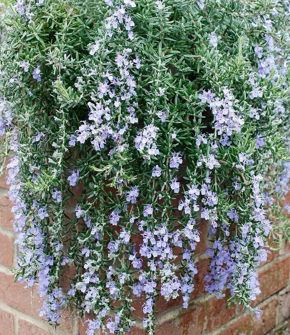 BALDUR Garten 1x Hänge-Rosmarin 'Blue Cascade®', Pflanze im 9x9 cm-Topf, winterharte Staude, mehrjährig, bienenfreundlich, pflegeleicht, für Standort in der Sonne geeignet, Rosmarinus officinalis