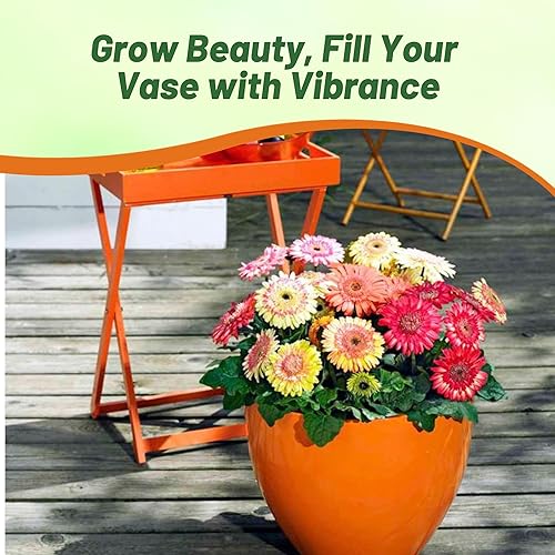 Miniatura 7 de Outsidepride Gerbera Daisy Strawberry Twist - Mezcla de plantas o flores para interiores para contenedores al aire libre, macetas, macetas, camas,